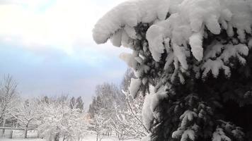 fir tree in winter park. video