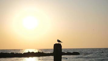 Seagull on a pier  video