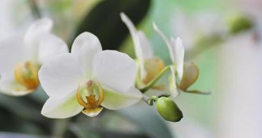 Beautiful pestle of orchid video