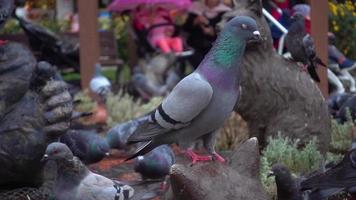 Troupeau de pigeons debout sur un sol en béton dans le parc video