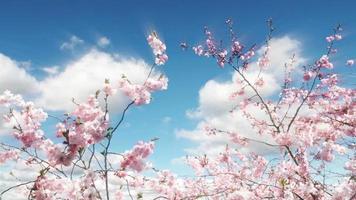 sakura arbre et nuages time lapse video