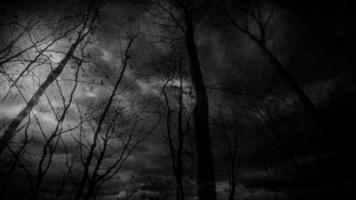 Dark Fantasy Forest During Nighttime video