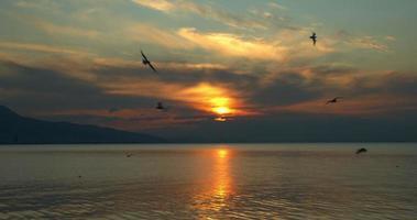 Herde fliegender Seevögel Sonnenuntergangslandschaft video