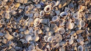 Small seashells on a beach