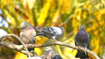 A Flock of Pigeons video