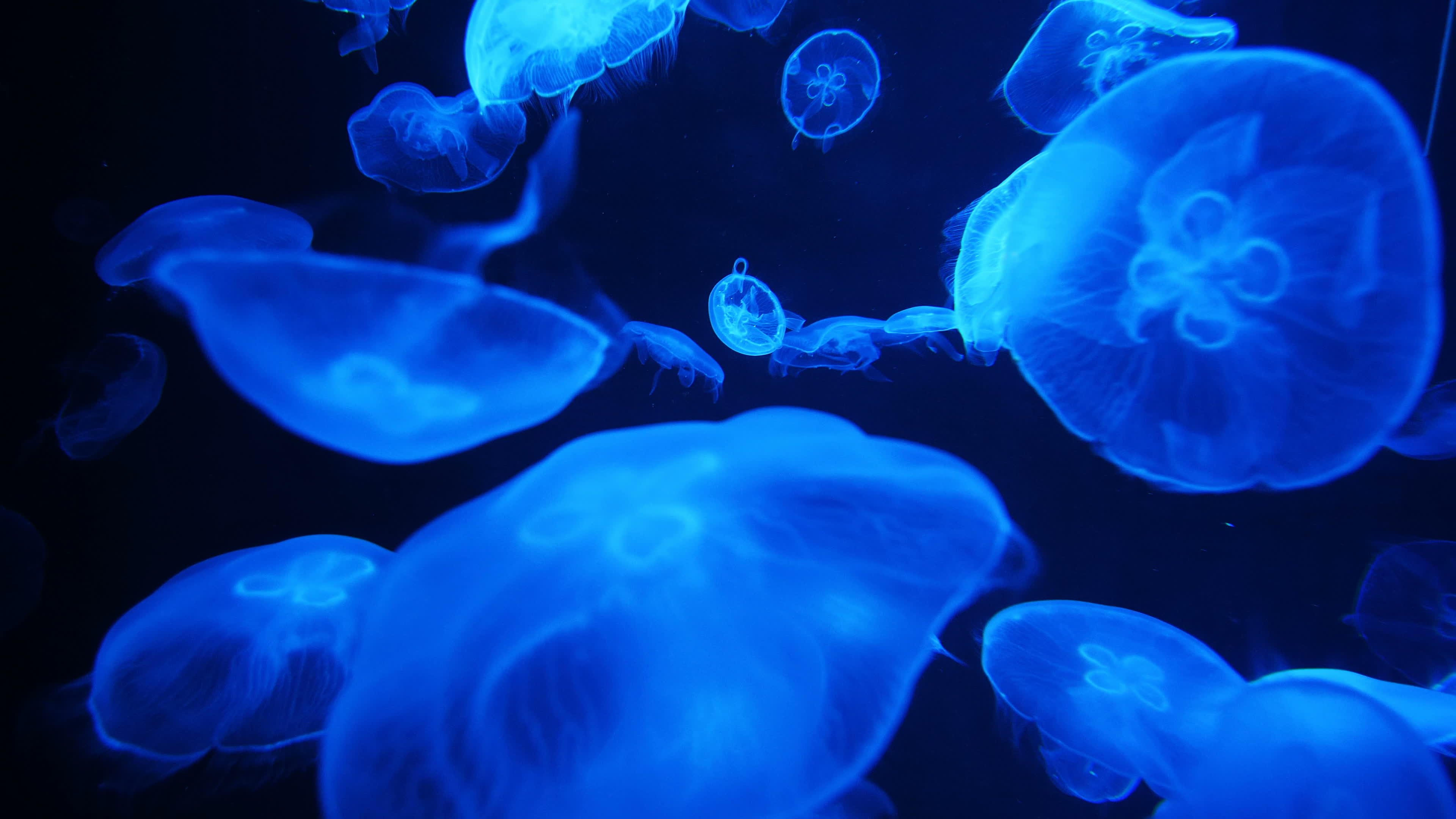 Jellyfish Stock Video Footage for Free Download