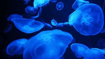 Jellyfish Moving Underwater video