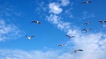 gabbiani che volano sul cielo blu video