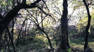 albero della foresta zoom in video