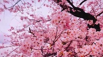 våren körsbär blommar video