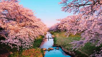 Scenery View of Cherry Blossoms Park video