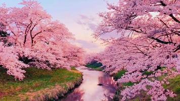 drömmande körsbärsblomsträd video
