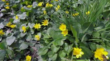 timelapse di fiori che sbocciano sotto il sole primaverile video