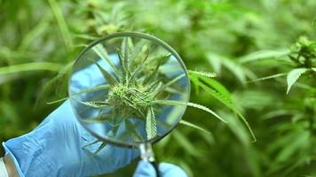 Scientist with magnifying glasses and gloves checking hemp plants in a greenhouse video