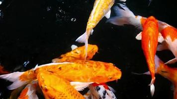 Koi Carps Fish Swimming in Beautiful Color Variations video