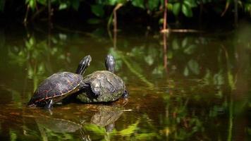 Schildkröten an einem See video