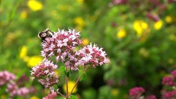 eine Biene auf Blumen video