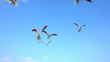 gaivotas voando em câmera lenta video