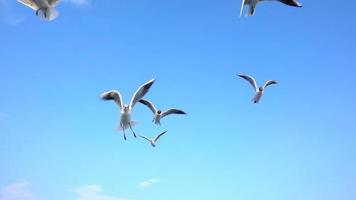 mouettes volant au ralenti video