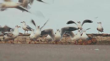 um bando de gaivotas video