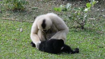 Black  and White Gibbons on Grass Field video