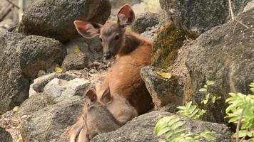 Mother and Baby Deer in Niche Rock