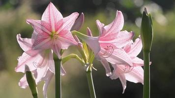 Amaryllis Flower Shaking as the Wind blows video