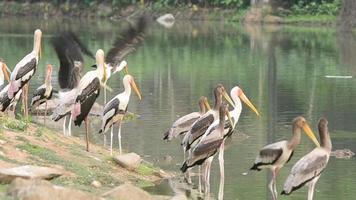 Painted Stork Flying  from the Lake video