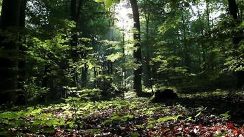Dolly cinematográfica filmada em uma floresta verde