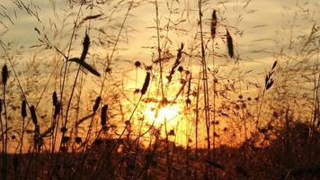 puesta de sol en la pradera de verano