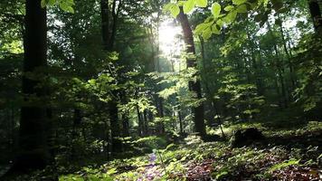 skjutreglage i en solig skog video