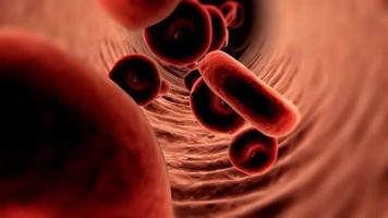 globules rouges se déplaçant dans la circulation sanguine à l'intérieur du corps