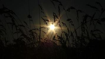 Dark Meadow And Sunlight video
