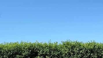 Green Hedge And Blue Sky video