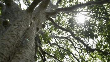 sol primaveral brillando suavemente a través de las ramas verdes de un gran árbol video