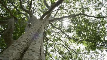 el sol brilla a través de las ramas de un gran árbol video