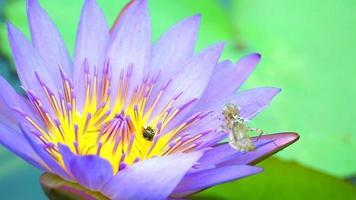 ett bi på en lotusblomma