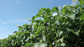 groene aardappelplanten video