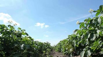 dolly tourné dans le champ de pommes de terre video