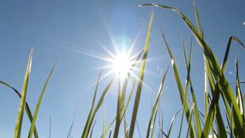 groen gras en zonnige hemel video
