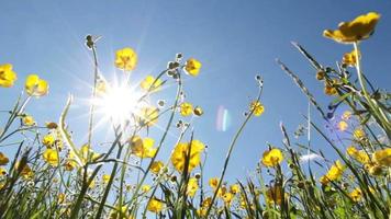 vårblommor och sol video