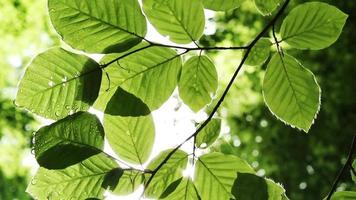 feuilles vertes se bouchent video