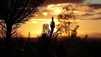 pinheiro juvenil ao pôr do sol