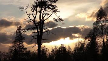 Windy But Sunny Evening video