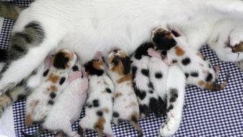 madre gata alimentando a sus gatitos bebé video