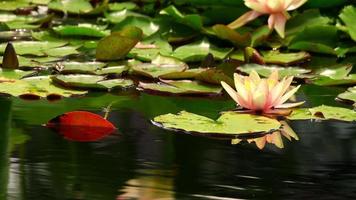 fiori di loto sull'acqua dello stagno video