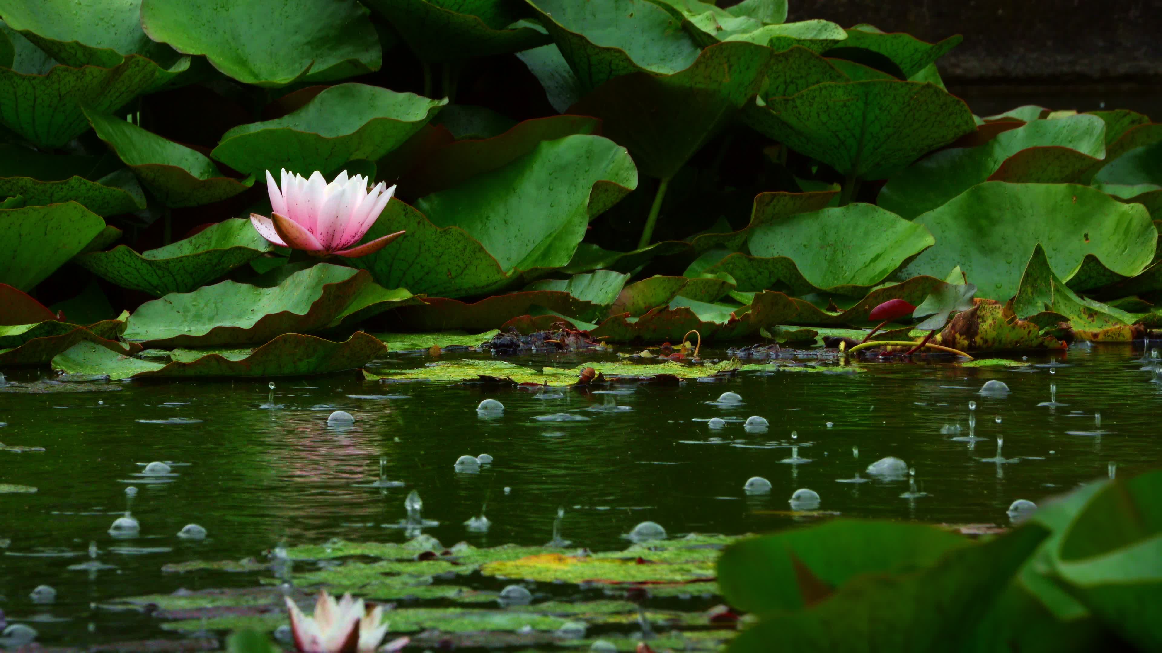 Lotus Flowers On Lake Water And Rain Stock Video Footage for Free Download