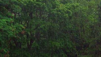 giornata di pioggia nella foresta video