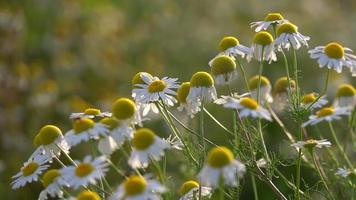 witte margriet in de natuur video