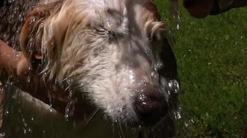 het wassen van de lieve hond video